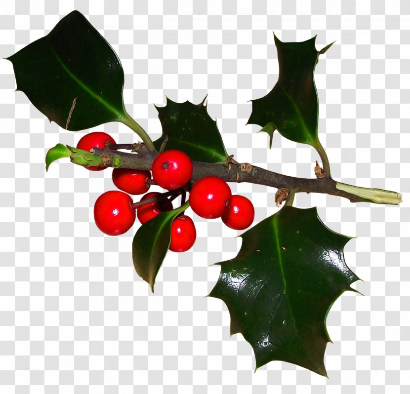 Common Holly Ilex Crenata Aquifoliales Christmas Magnolia - Mistletoe Transparent PNG