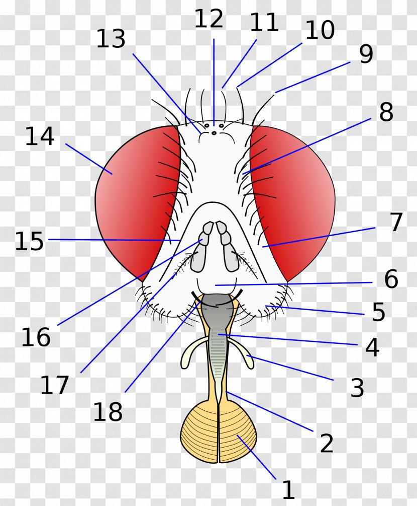 Insect Morphology Of Diptera Chaetotaxy Housefly - Watercolor Transparent PNG