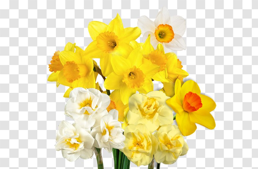 Wedding Invitation Bulb Birth Flower Wild Daffodil - Amaryllidaceae Transparent PNG