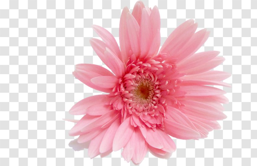 Transvaal Daisy Cut Flowers Stock Photography Rose - Floral Design - Flower Transparent PNG