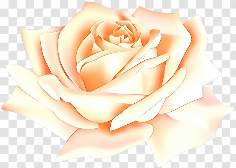 Garden Roses - Rose - Floribunda Orange Transparent PNG