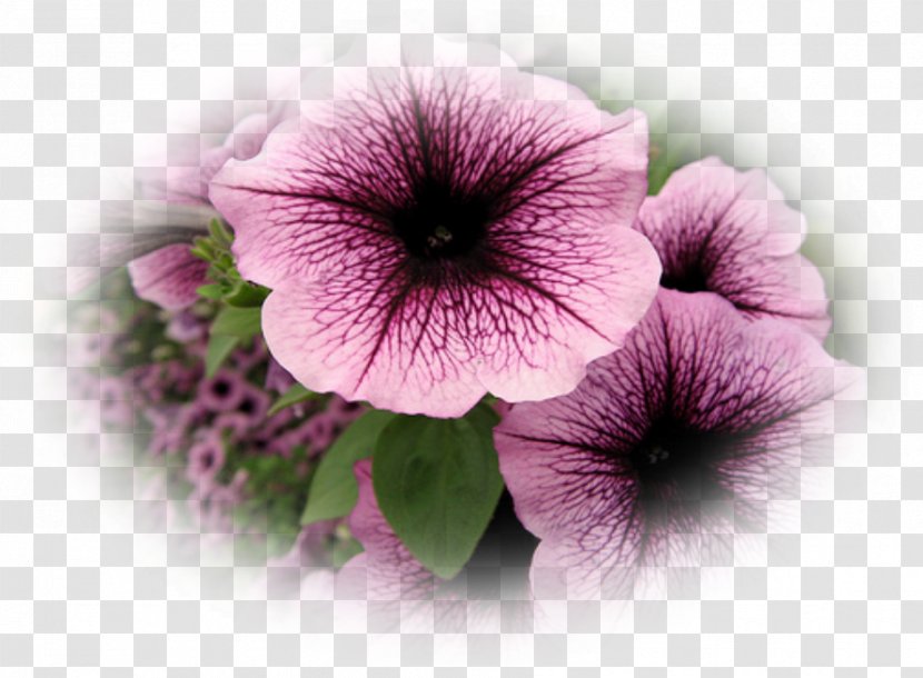 Petunia Annual Plant Seed Shock Wave Violet - Magenta - Petunias Transparent PNG