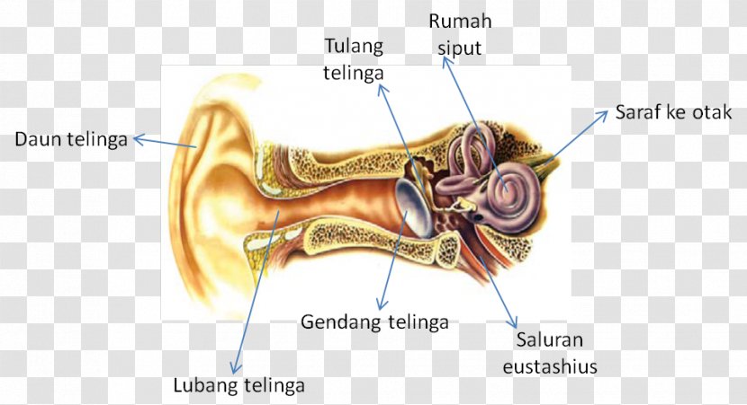 Hearing Sense Homo Sapiens Sensory Nervous System - Heart - Ear Transparent PNG