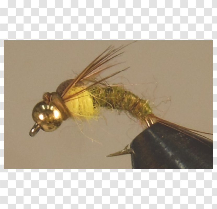 Insect Artificial Fly - Membrane Winged Transparent PNG