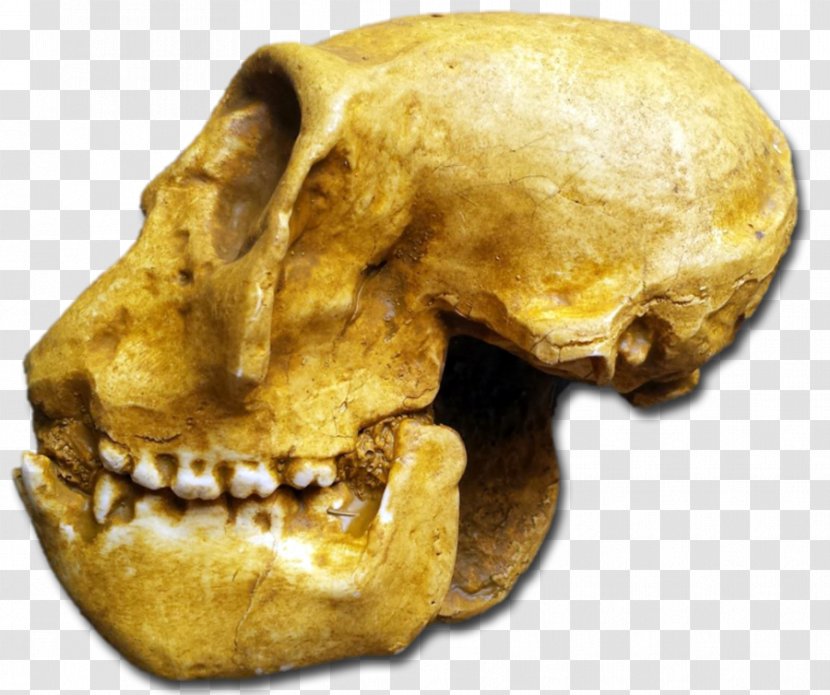 Skull - Dinosaur Fossils Transparent PNG