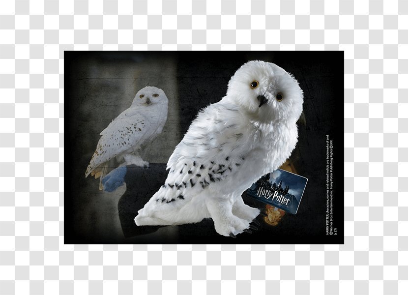 Hedwig Rubeus Hagrid Crookshanks Fictional Universe Of Harry Potter Hermione Granger - Owl Transparent PNG