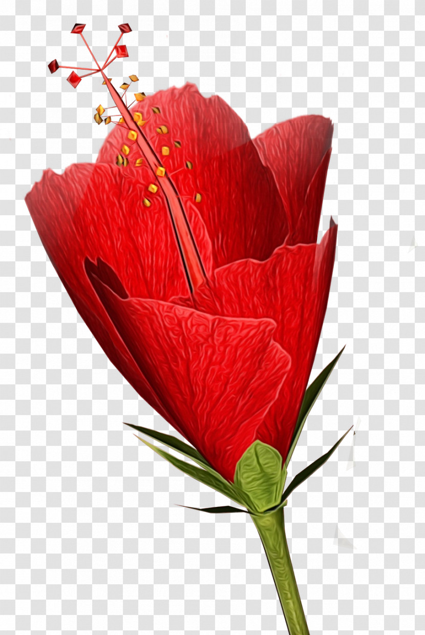 Flower Red Plant Petal Coquelicot Transparent PNG