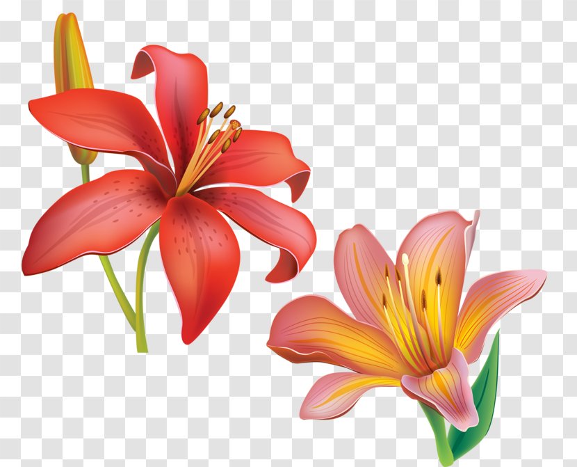 Cut Flowers Petal Daylily Lily M Transparent PNG