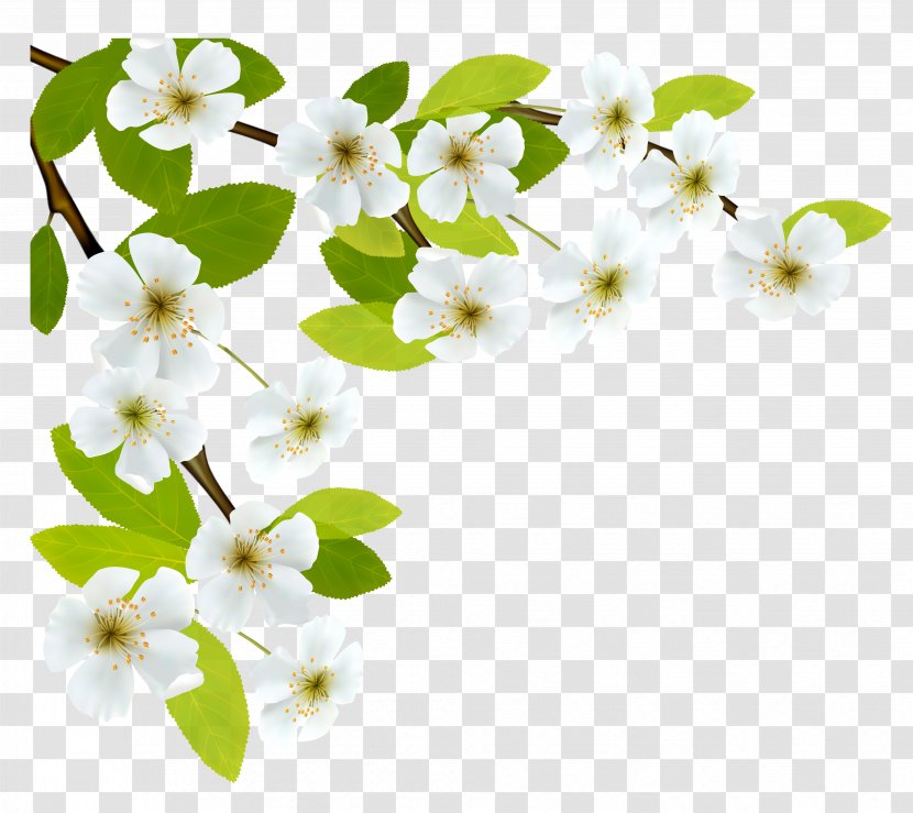 Morning Royalty-free Clip Art - Plant - BLOSSOM Transparent PNG