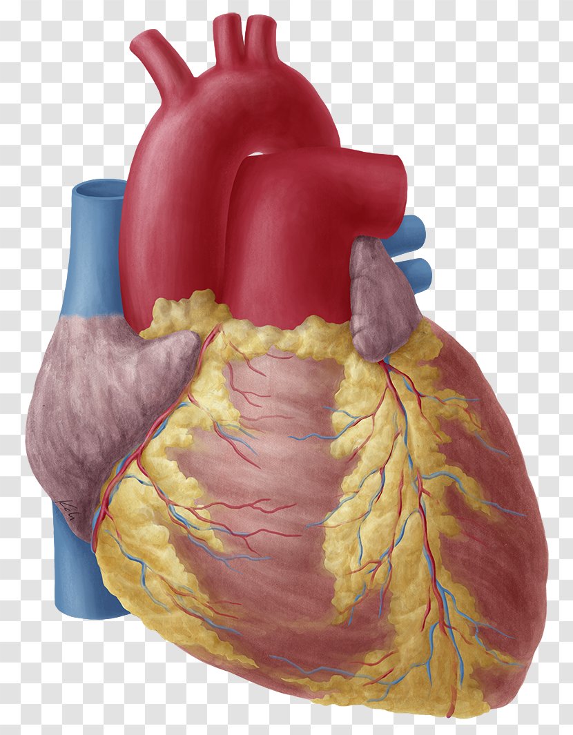 Heart Anatomy Atrium Aortic Arch Human Body - Tree Transparent PNG