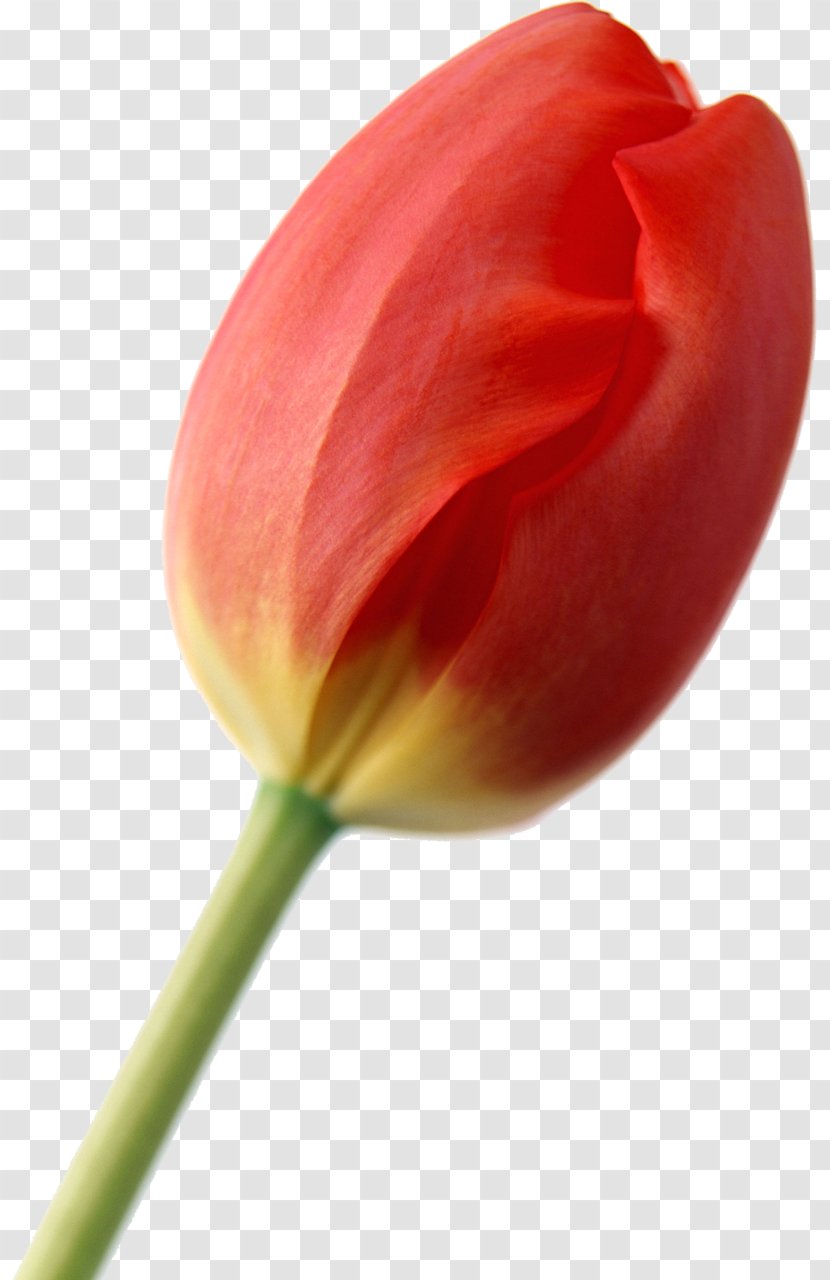 Common Sunflower Tulip Red Bud - Close Up Transparent PNG