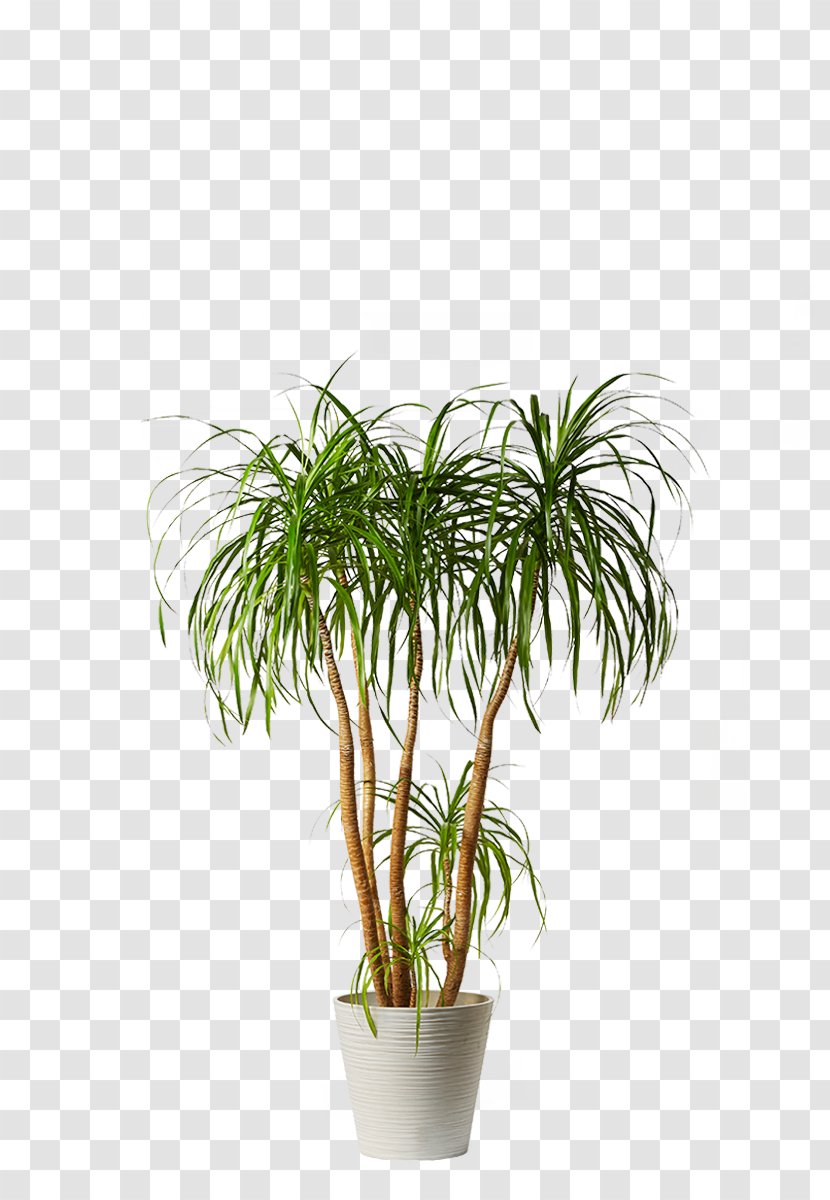 Arecaceae Houseplant Dwarf Umbrella Tree Caryota Urens - Plant Transparent PNG