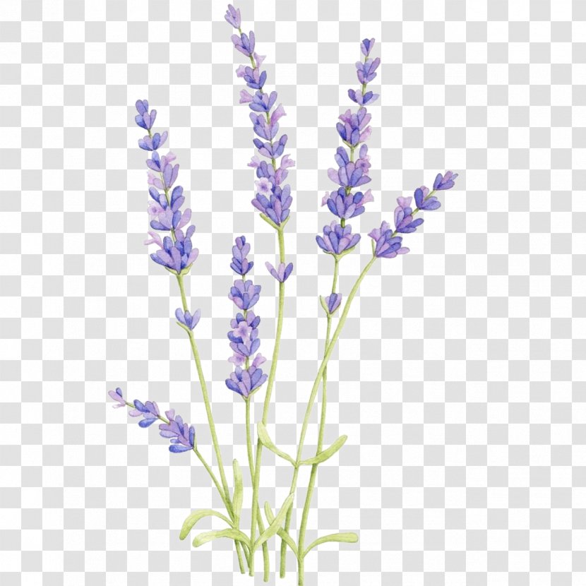 English Lavender Drawing Watercolor Painting Botanical Illustration Watercolor: Flowers - Plant Stem Transparent PNG