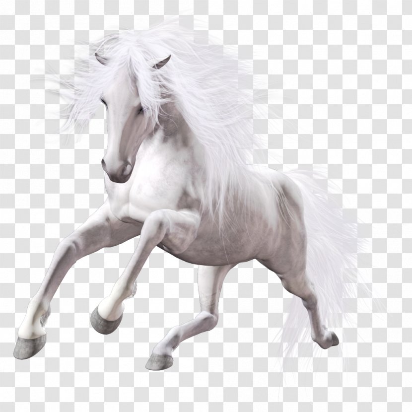 Lipizzan American Paint Horse Mustang Stallion Mare - Pony Transparent PNG