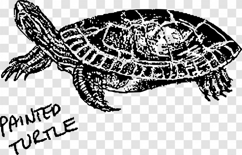 Painted Turtle Hawksbill Sea Green Clip Art Transparent PNG
