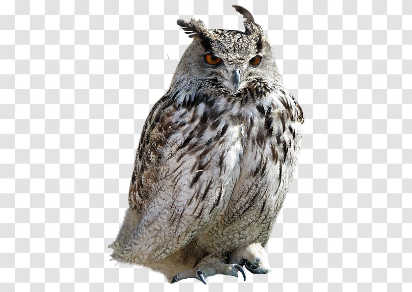 Tawny Owl Little - Ural - Grey Transparent PNG