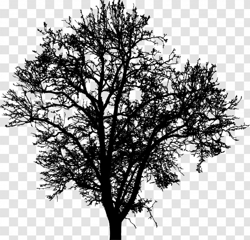 Tree Silhouette Branch Drawing Clip Art Transparent PNG
