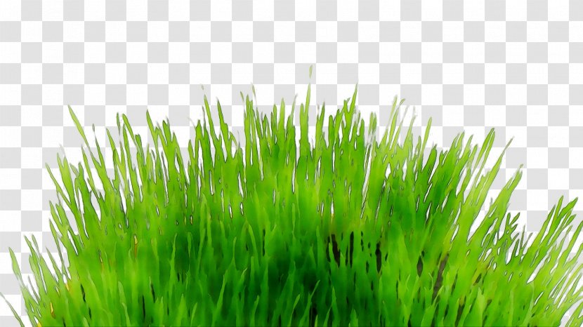 Sticker Wall Grasses Meadow Decal - White - Lawn Transparent PNG