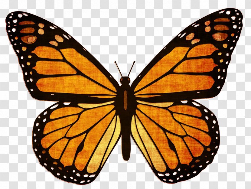 Monarch Butterfly Viceroy Animal Migration Milkweed - Milkweeds Transparent PNG