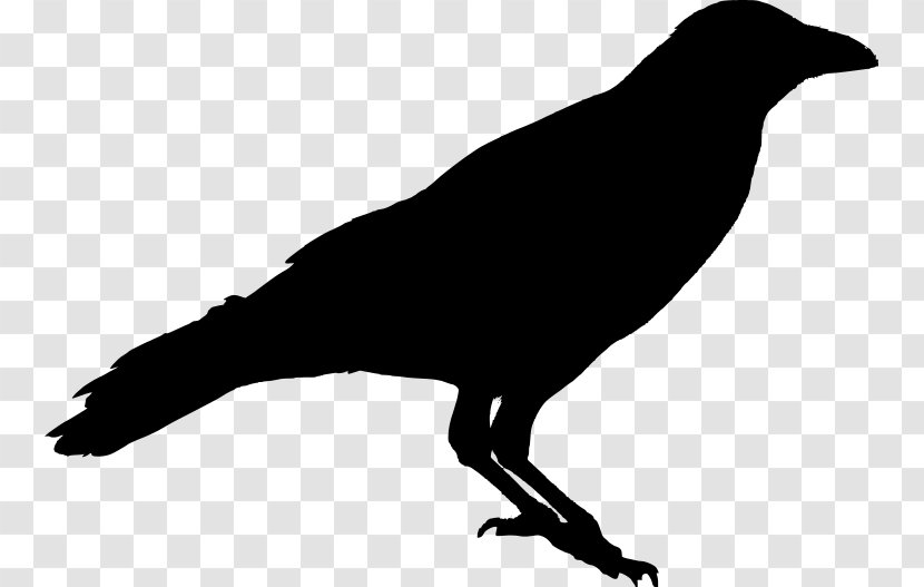 American Crow Carrion Common Raven Silhouette - Stencil Transparent PNG