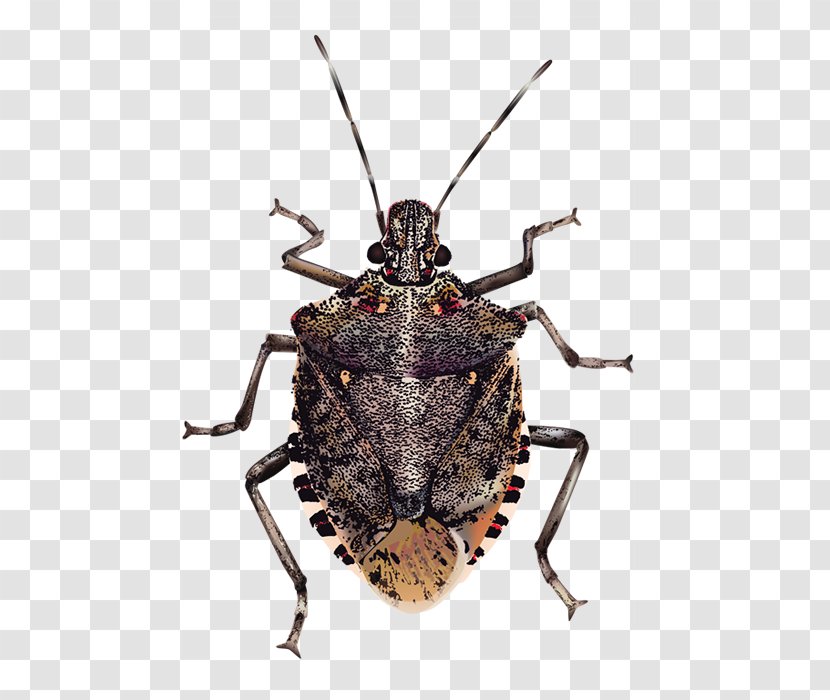 Insect Brown Marmorated Stink Bug True Bugs - Software - Transparent Background Transparent PNG