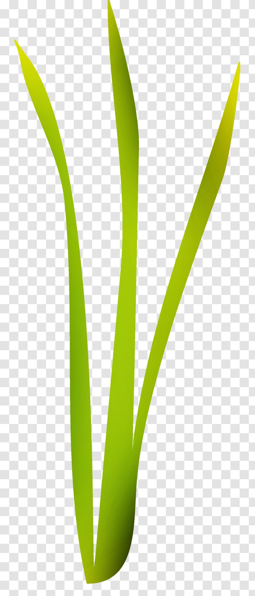 Leaf Graphics Plant Stem Grasses Flower Transparent PNG