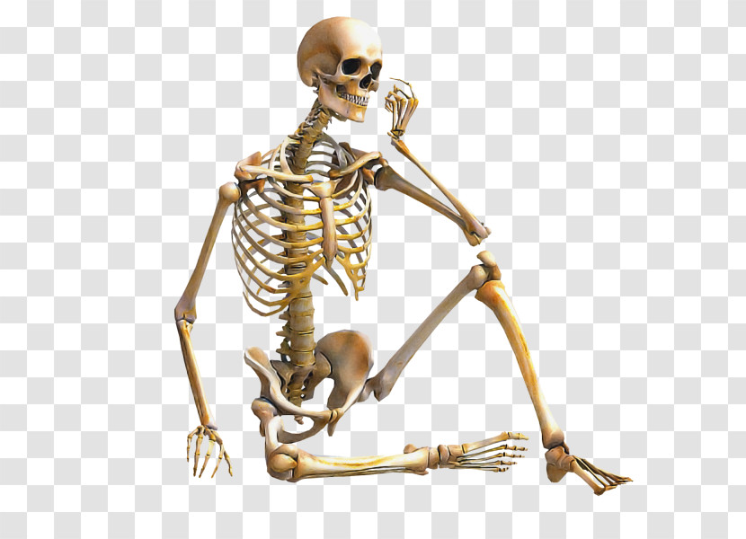 Human Body Skeleton Appendicular Skeleton Axial Skeleton Joint Transparent PNG