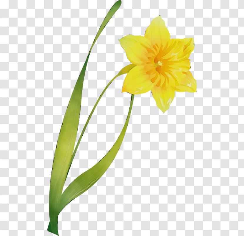 Flower Yellow Plant Petal Narcissus Transparent PNG