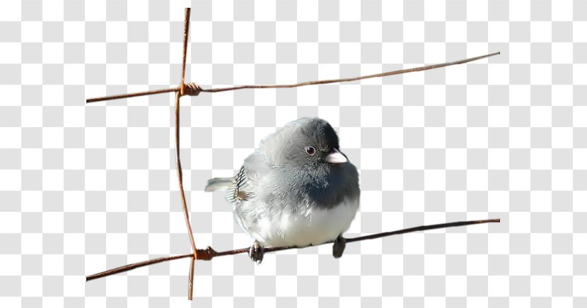 House Sparrow Bird Moineau - Wing - A Transparent PNG