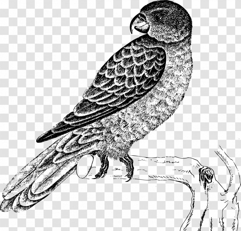 Parrot Lovebird Drawing - Beak Transparent PNG