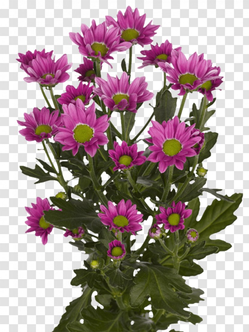 Chrysanthemum Aster Cut Flowers Royal Van Zanten Limonium Sinuatum - Flower Transparent PNG