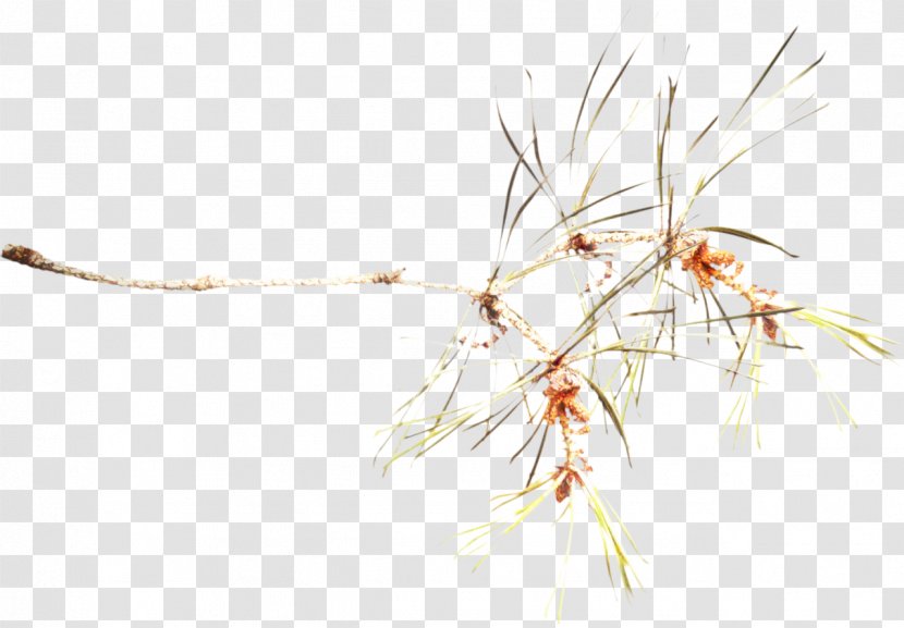 Twig Background - Grasses - Branch Plant Transparent PNG