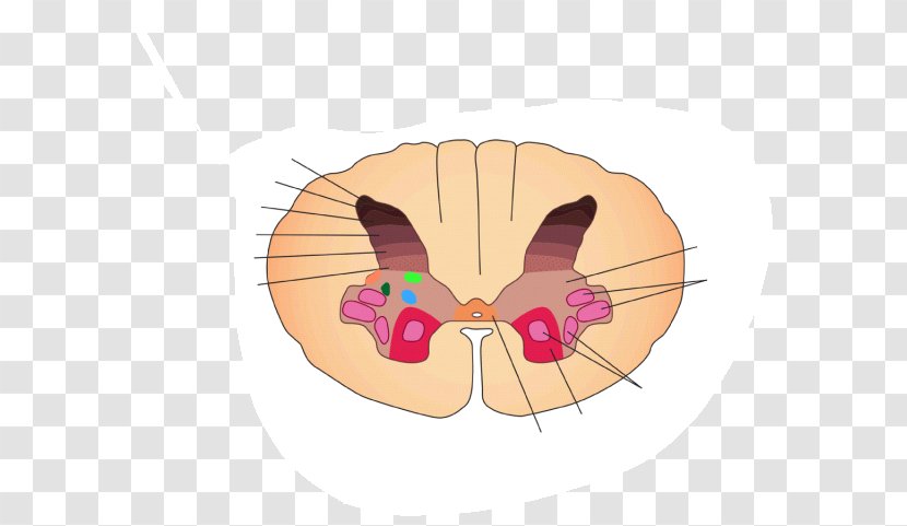 Spinal Cord Rexed Laminae Posterior Grey Column Neuron Matter - Watercolor - Lamina I To Vi Transparent PNG