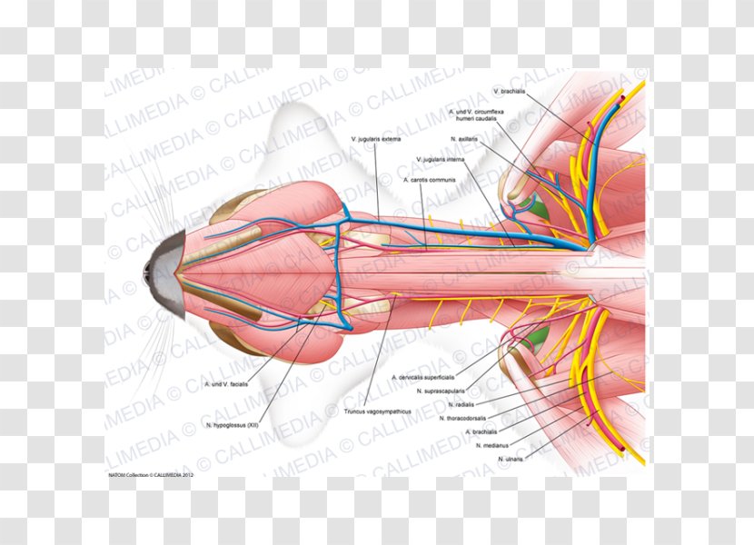 Nerve Muscle Neck Anatomy Ventraal - Frame - V Jugularis Externa Transparent PNG