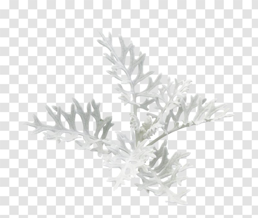 Algae Seaweed Растительный мир России Photography Clip Art - Twig Transparent PNG