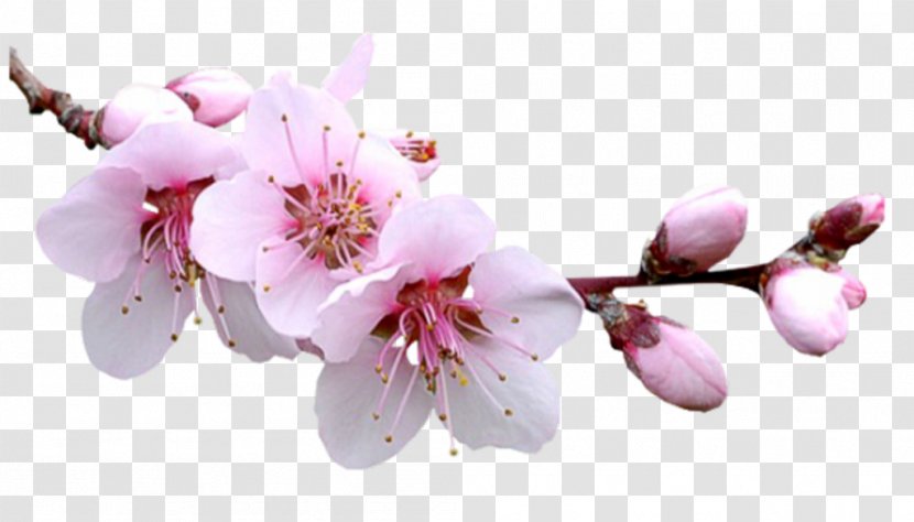 Flower Blossom - Auglis Transparent PNG