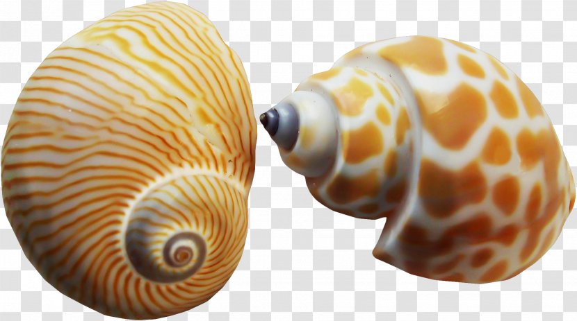 Seashell Nautilidae Conchology Painting Mollusc Shell - Molluscs - Conch Transparent PNG