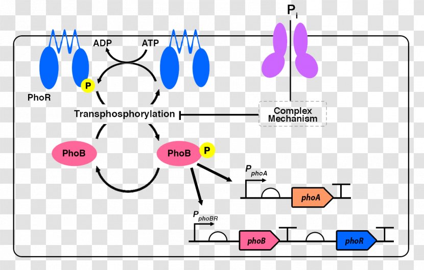 International Genetically Engineered Machine Diagram System Regulon Information - Frame - Technology Transparent PNG