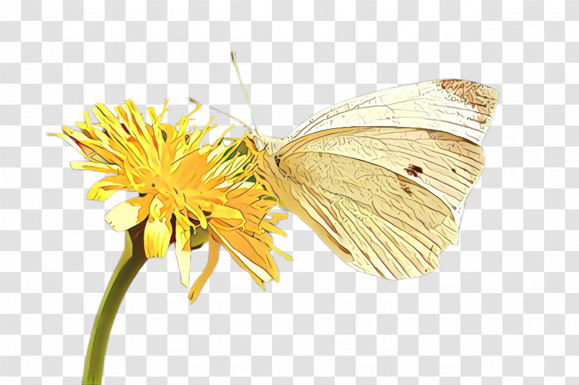Butterfly Insect Moths And Butterflies Pollinator Green-veined White Transparent PNG