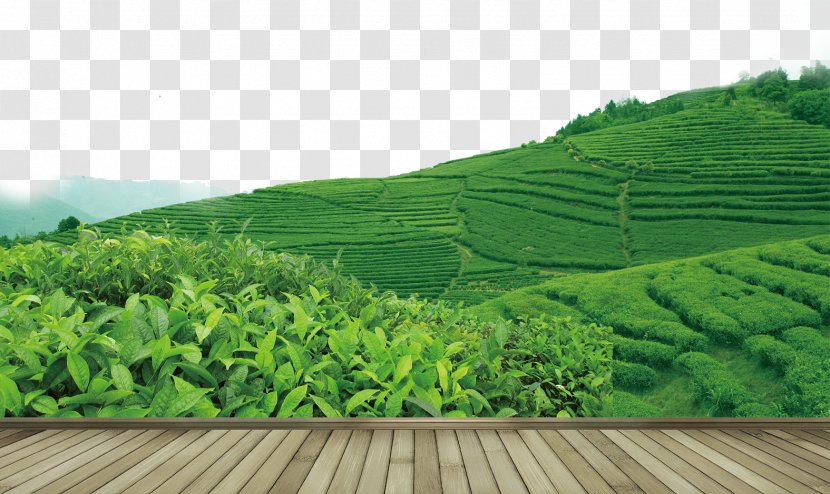 Tea Garden Yum Cha - Teapot Transparent PNG