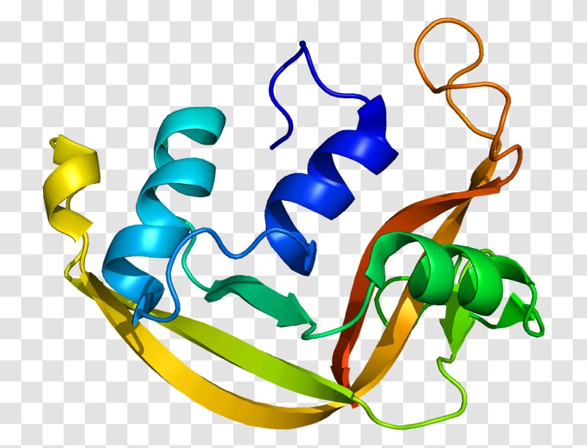 Pancreatic Ribonuclease Eosinophil-derived Neurotoxin T1 - Rna - Inhibitor Transparent PNG