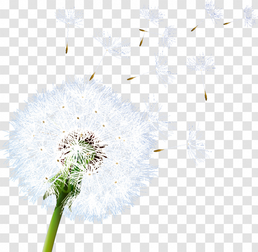 Dandelion Transparent PNG