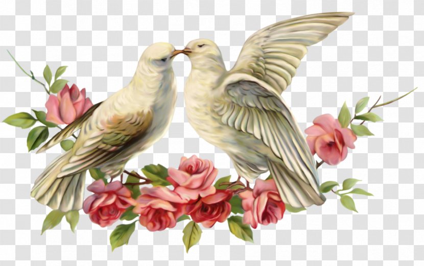 Columbidae Valentine's Day Bird Wedding Typical Pigeons - Photography - Couple Birds Transparent PNG