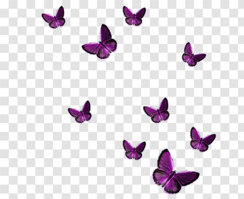 Instant Natur'Hel Violet Mauve Purple Jewellery - Lilac - Two Thousand And Seventeen Transparent PNG