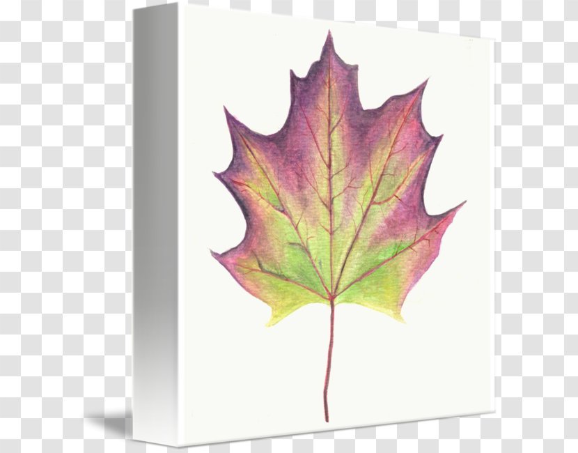 Maple Leaf Tree Plant - Border Transparent PNG