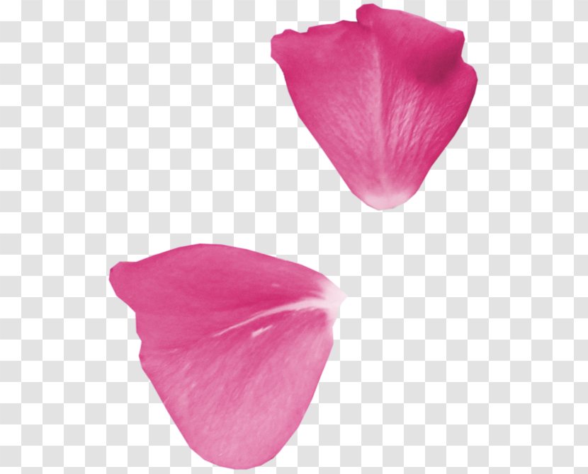 Petal Garden Roses Flower Clip Art - Raceme - Petalos Transparent PNG