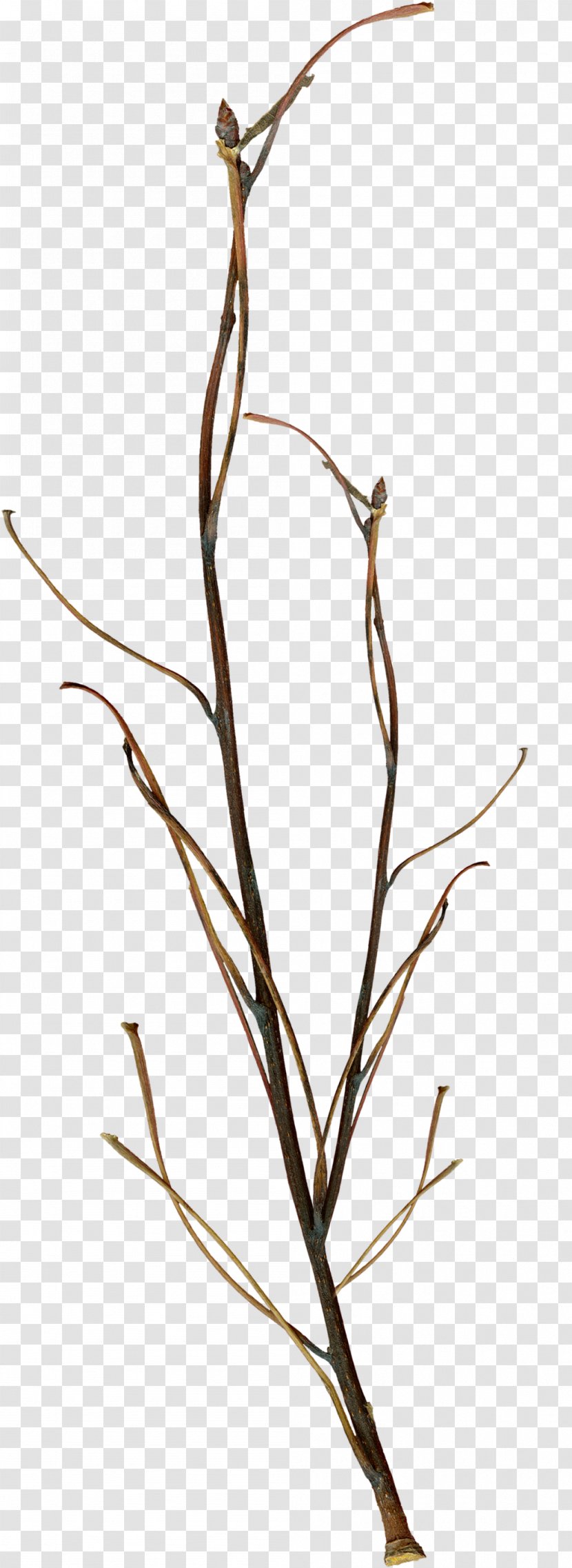 Twig Branch Leaf - Plant - Twigs Transparent PNG