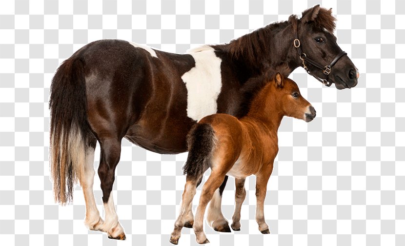 Foal Stallion Uelzener Versicherungen Mustang Pony Transparent PNG