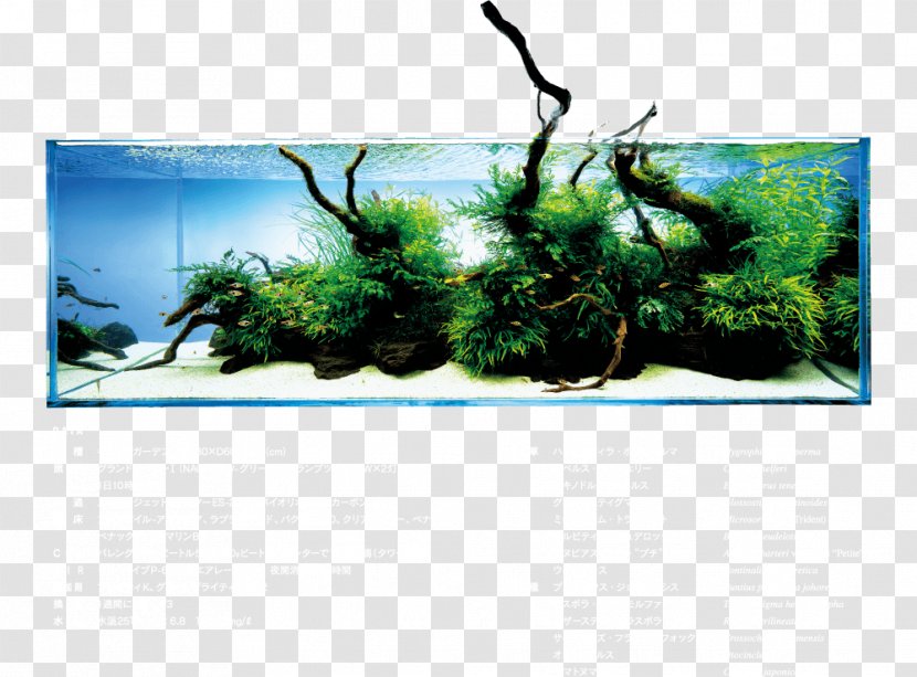 Aquariums Tropical Fish Aqua Design Amano Aquarium Lighting - Tree Transparent PNG