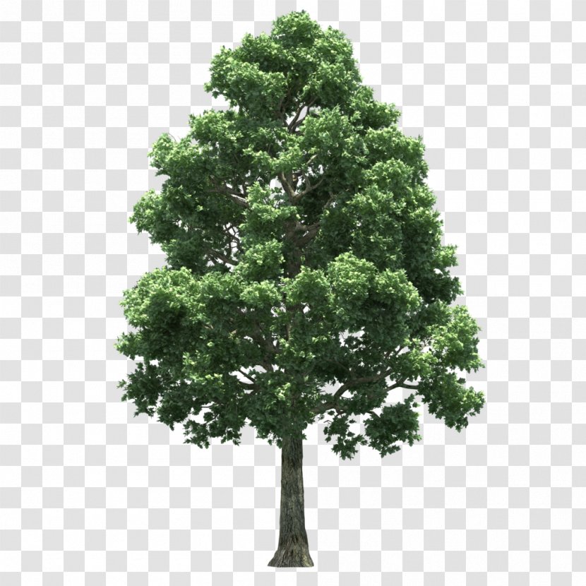 Tree Clip Art - Shade - Show Transparent PNG